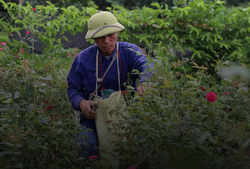 Mang giá trị của những người làm nông nghiệp sạch ở Đà Lạt ra Bắc Ninh